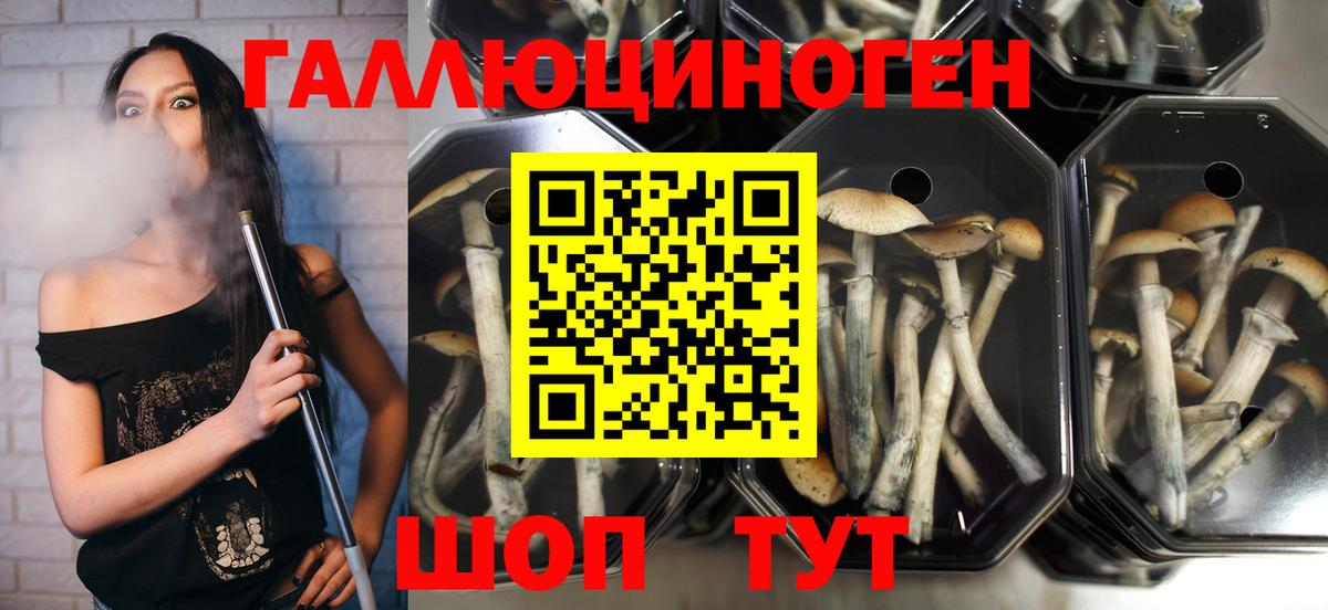 Псилоцибиновые грибы Psilocybe  Вход с VPN  Алексин 